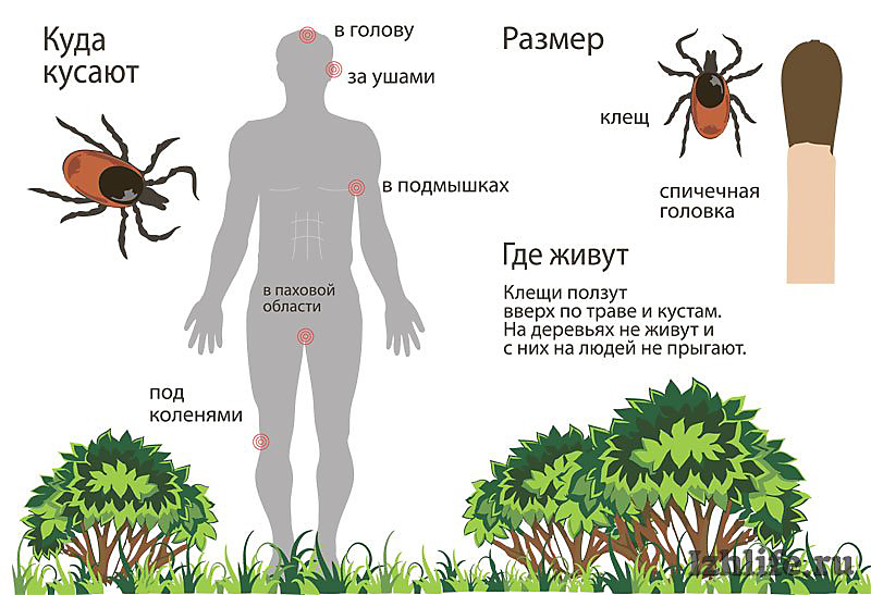 Сколько клещ ползает по телу Сколько клещ ползает по телу