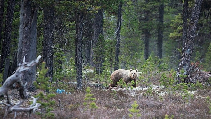 Медведь в экосистеме