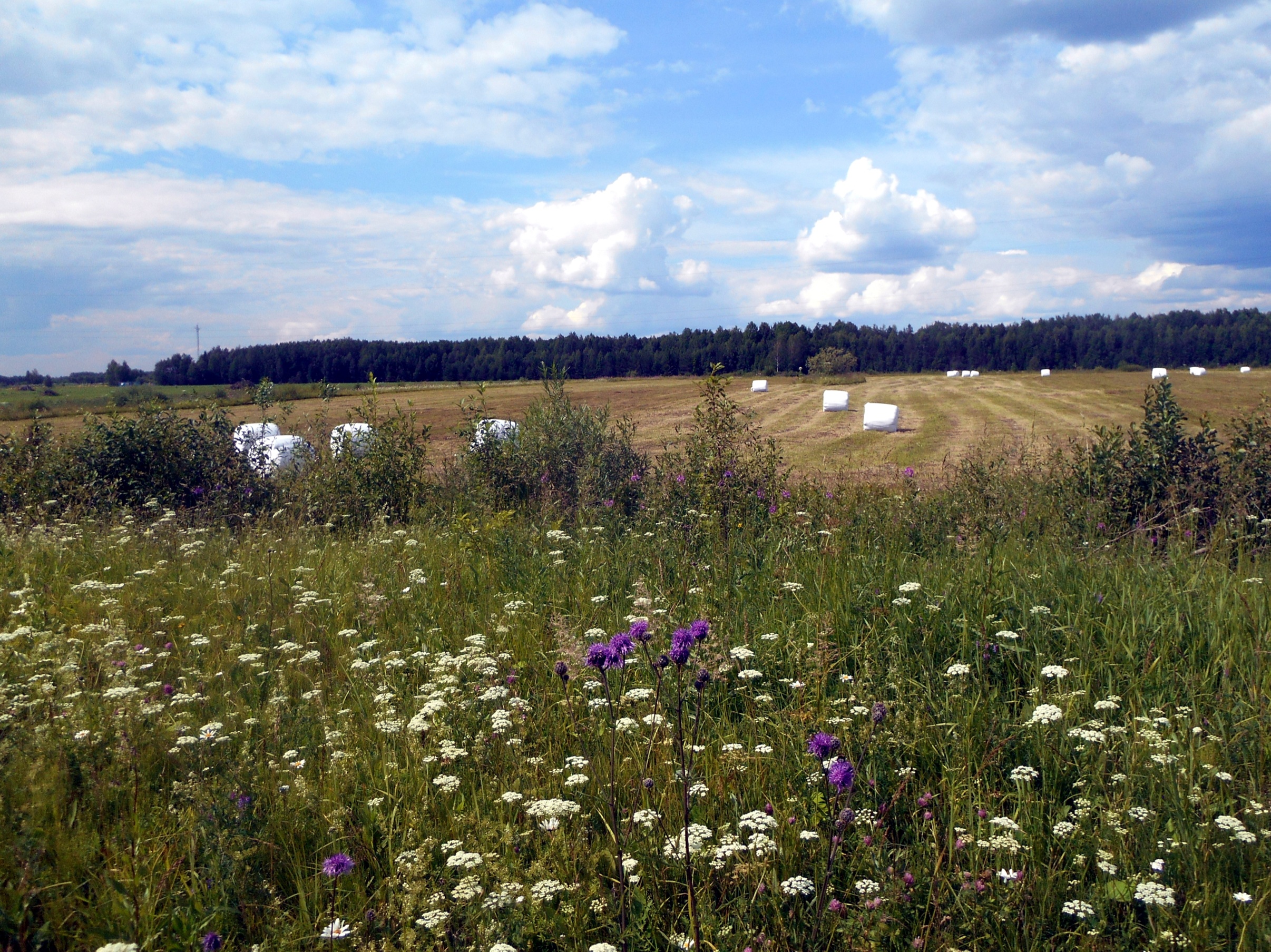 Бородинское сражение 1812 кутузов. Август будет решающим. Август будет решающим. Деревня струнино тульская область ясногорский район. Красивый август.