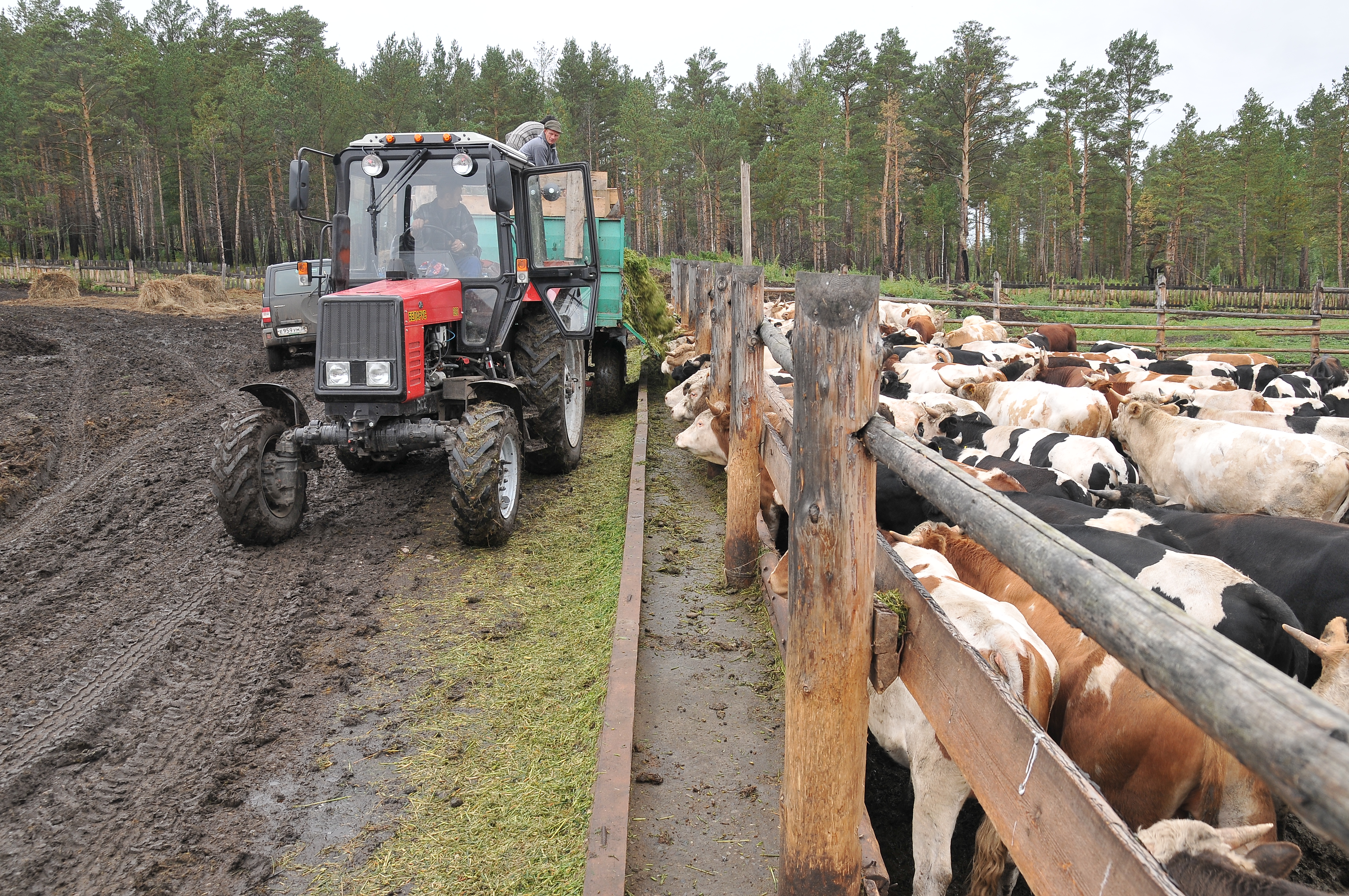 Продажа Ферма В Нижегородской Области На Авито